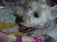Immagine Westie
