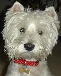 Immagine Westie
