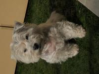 Immagine Westie