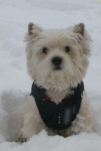 Immagine Westie