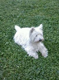 Immagine Westie