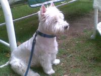 Immagine Westie