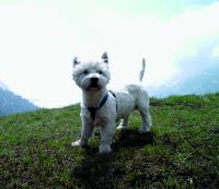 Immagine Westie
