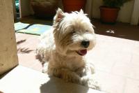 Immagine Westie