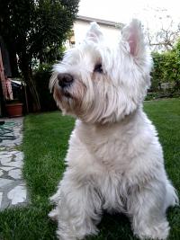 Immagine Westie