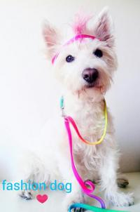 Immagine Westie