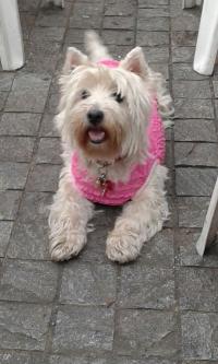 Immagine Westie