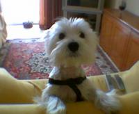Immagine Westie