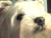 Immagine Westie