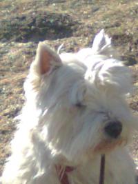 Immagine Westie