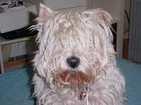 Immagine Westie