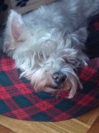 Immagine Westie