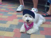 Immagine Westie