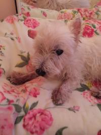 Immagine Westie