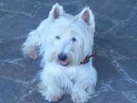 Immagine Westie
