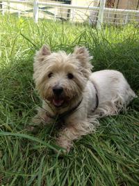 Immagine Westie