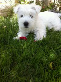 Immagine Westie