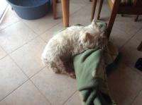 Immagine Westie