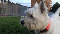 Immagine Westie