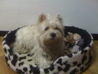 Immagine Westie
