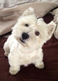 Immagine Westie