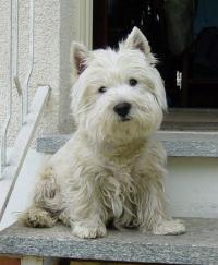 Immagine Westie