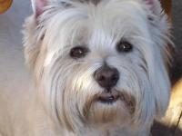 Immagine Westie