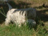 Immagine Westie