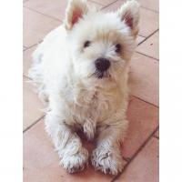 Immagine Westie