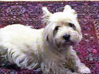 Immagine Westie