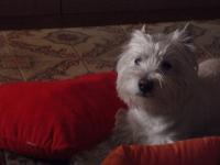 Immagine Westie