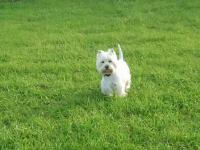 Immagine Westie
