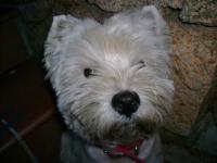 Immagine Westie