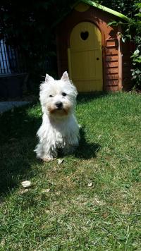 Immagine Westie