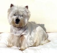 Immagine Westie