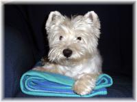 Immagine Westie