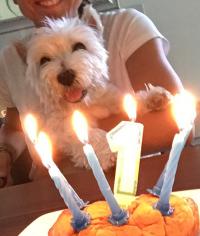 Immagine Westie