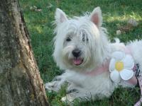 Immagine Westie