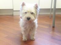 Immagine Westie