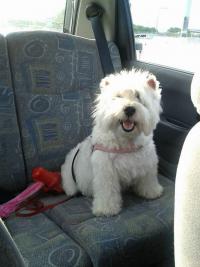 Immagine Westie