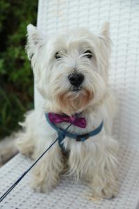 Immagine Westie