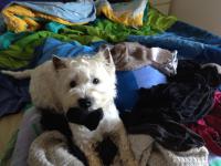 Immagine Westie