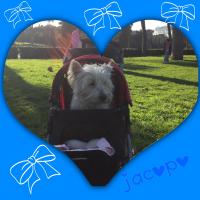 Immagine Westie