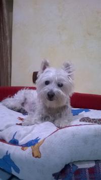 Immagine Westie