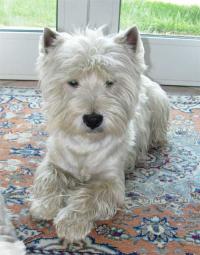 Immagine Westie