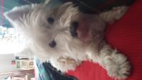 Immagine Westie