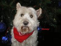 Immagine Westie
