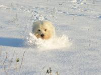 Immagine Westie