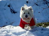 Immagine Westie