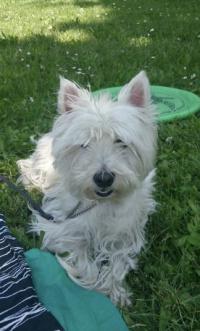 Immagine Westie